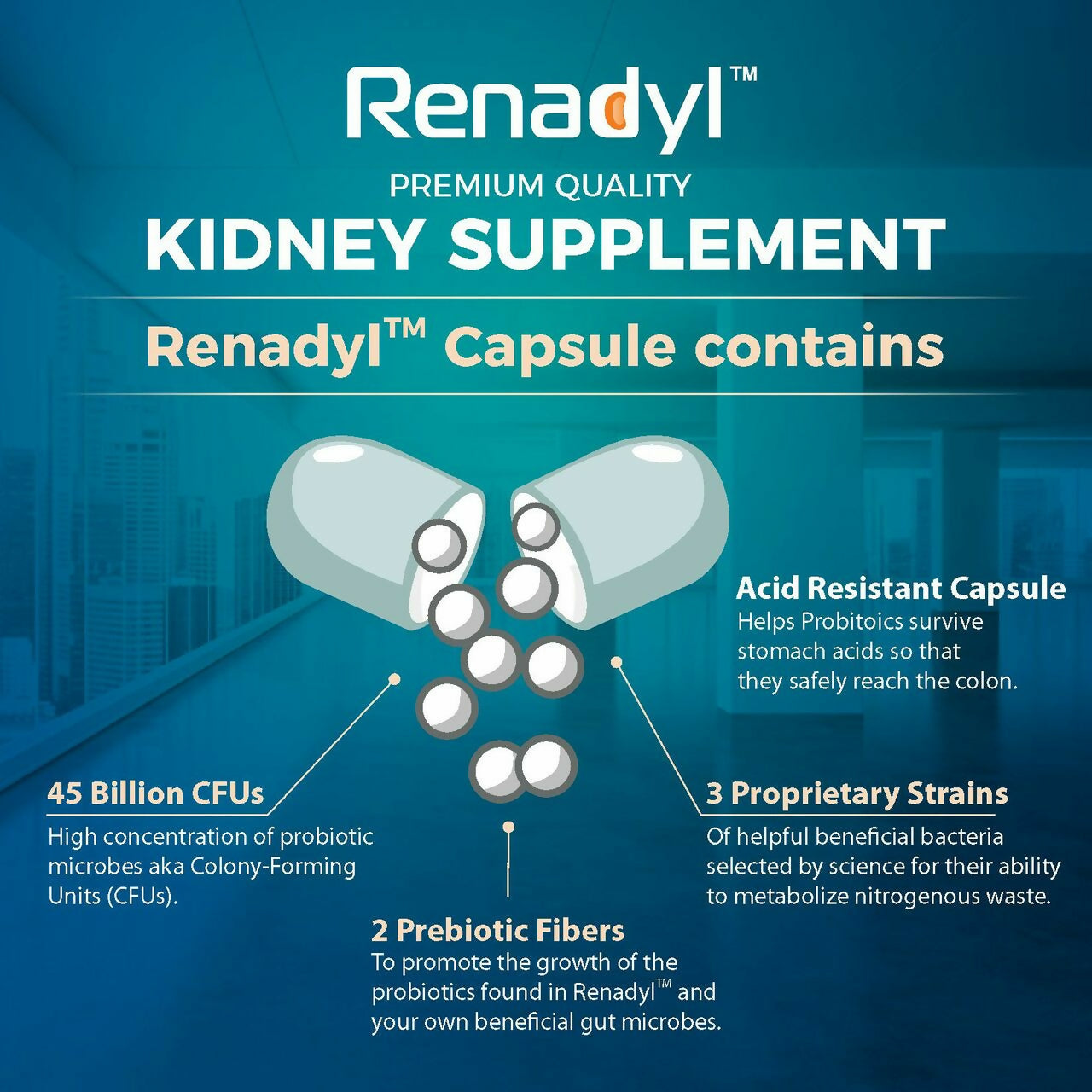 Renadyl illustration 3